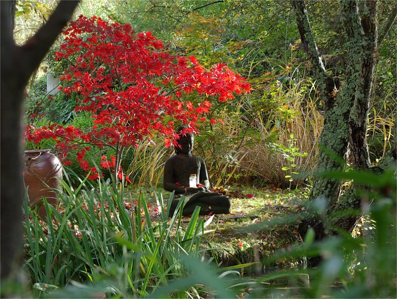 acer-palmatum-avec-buddha