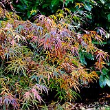 Acer palmatum Linearilobum