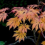 acer-japonicum-acontifolium