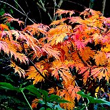 acer-japonicum-acontifolium2