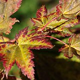 acer-japonicum-oh-ishami