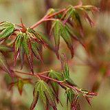 acer-palmatum-atrolineare-en-avril2