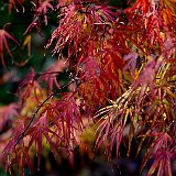 acer-palmatum-atrolineare-en-octobre