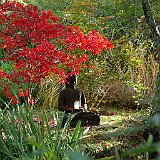 acer-palmatum-avec-buddha