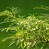 acer-palmatum-dissectum-palmatifidum-en-juin
