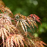 acer-palmatum-dissectum-seiryu-en-mai