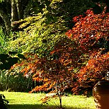 acer-palmatum-en-juin