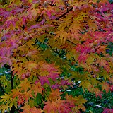 acer-palmatum-en-octobre