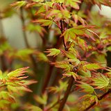 acer-palmatum-orange-dream-en-avril2