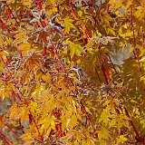 acer-palmatum-senkaki-avec-gifre