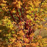 acer-palmatum-senkaki