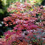 acer-palmatum-shaina