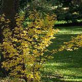 acer-palmatum-ukigumo