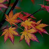 acer-palmatum2-en-octobre