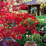 acer-palmatum2
