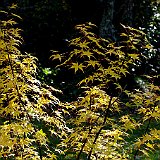 acer-palmatum4-en-octobre