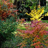 fargesia-acer-palmatum
