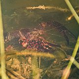 DSC03105  Originaire du sud-est des États-Unis, l&#39;écrevisse rouge de Louisiane (Procambarus clarkii) est introduite en France en 1976 pour y être élevée.