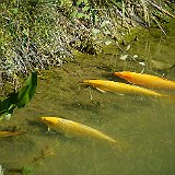 DSC03106  Nos carpes Koï dorées au bain de soleil au lac exotique