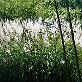 DSC03114  Le Miscanthus sinensis &#39;Emmanuel Lepage&#39;. Contrairement à beaucoup de Miscanthus, le feuillage de celui-ci est persistant. Les plumets beiges puis crèmes apparaissen en fin d&#39;été.