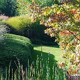 DSC03191  au lac exotique, prêle &#39;Equisetum japonicum&#39; et acer palmatum espèce type