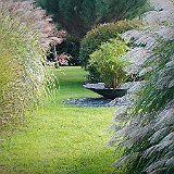 DSC03220  Miscanthus sinensis &#39;Gracillimus&#39; à gauche au jardin contemporain