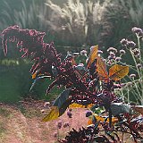 DSC03247  L&#39;amaranthe &#39;Hopi Red Dye&#39; - Amaranthus cruentus. Cette plante très attrayante peut atteindre 2 m de haut au jardin Sud