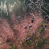 DSC03249  Muhlenbergia capillaris est une graminée spectaculaire à feuillage vert foncé qui produit des nuages d&#39;épillets roses réunis en panicules, au jardin Sud.