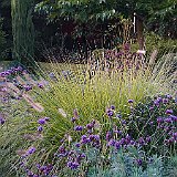 DSC03265  Le Pennisetum alopecuroides &#39;Japonicum&#39; forme une touffe vigoureuse dont le feuillage est vert sombre, ici avec verbena bonariensis au jardin contemporain.