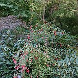 DSC03299  au jardin du Nord le fuchsia magellanica &#39;Ricartonii&#39; - Le Fuschia de Magellan arbustif rouge est le plus rustique et le plus vigoureux des fuchsias