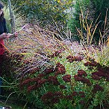 DSC03484  Renate-Elisa et ses sedum &#39;Herbstfreude&#39; et panicum virgatum &#39;Warrior&#39;