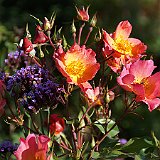 DSC03597  roses et verbena bonariensis au jardin du Sud