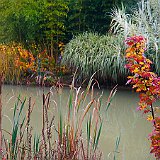DSC03662  au lac exotique,en arrière plan miscanthus sinensis &#39;Cabaret&#39;, arundo donax &#39;variegata&#39; et les couleur automnale du hibiscus coccineus &#39;Kopper King&#39;, qui  vient des zones marécageuses de la Géorgie, de la Floride ou de la Louisiane.