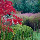 DSC03664  au lac exotique, prêle &#39;Equisetum japonicum&#39; et acer palmatum espèce type, en arrière plan miscanthus sinensis &#39;Gracillimus&#39;