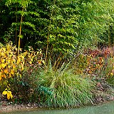 DSC03695  au lac exotique,en arrière plan phyllostachys vivax aureocaulis et les couleur automnale du hibiscus moscheutos et hibiscus coccineus &#39;Kopper King&#39;, qui vient des zones marécageuses de la Géorgie, de la Floride ou de la Louisiane.