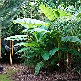 DSC03698  au jardin exotique - Il existe une variété particulièrement bien adaptée aux froids hivernaux: le bananier ornemental MUSA BASJOO. Ce bananier est originaire de Chine.