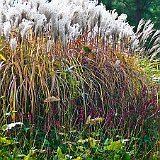 DSC03710  au jardin contemporain - Persicaria amplexicaulis, robuste et facile, un très bons couvre-sols avec un feuillage dense et une jolie floraison rouge sombre en épis cylindriques. En arrière plan miscanthus sinensis &#39;Malepartus&#39; avec ses inflorescences rose nacré évoluent vers l&#39;argenté à maturité, tout en prenant un aspect plus duveteux.