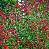 DSC03732  Au jardin de 5 sens - Salvia elegans ou Sauge ananas, cette sauge aromatique d&#39;un rouge écarlate à longue floraison tardive.