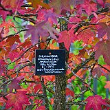 DSC03778  au jardin de 5 sens - Le Copalme d&#39;Amérique ou Liquidambar (Liquidambar styraciflua)