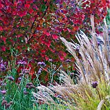 DSC03791  acer fairview flame et miscanthus-sinensis-zebrinus au parking