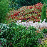 DSC03855  Rhus typhina au jardin contemporain