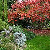 DSC04172  Rhus typhina au jardin contemporain