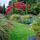 DSC04177  Rhus typhina, Hirschkolbensumach, Essigbaum au jardin contemporain avec papyrus Cyperus alternifolius dans la coupe