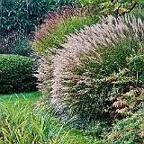 DSC04192  Au lac exotique - Miscanthus sinensis &#39;Gracillimus&#39;, lonicera &#39;Maigrün&#39; et pseudosassa japonica derrière gaura lindheimeri &#39;Whirling Butterflies&#39;