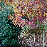 DSC04193  Au jardin exotique - Les chênes rouges avec ses couleurs d&#39;Automne. L&#39;arbre est originaire de l&#39;est de l&#39;Amérique du Nord et le sud du Canada et miscanthus sinsensis
