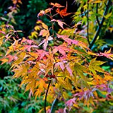 DSC04206  au jardin du Nord - acer palmatum &#39;&#39;