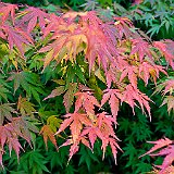 DSC04207  au jardin du Nord - acer palmatum