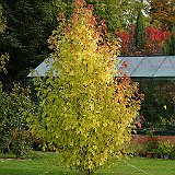 DSC04213  la serre entouré des érables argentés &#39;Pyramidal&#39; - Acer saccharinum &#39;Pyramidalis&#39;
