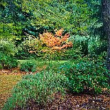 DSC04259  au jardin du Nord - acer palmatum, fargesia &#39;Black Pearl&#39; et févier d&#39;Amerique à gauche