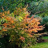 DSC04261  au jardin du Nord - acer palmatum et fargesia robusta